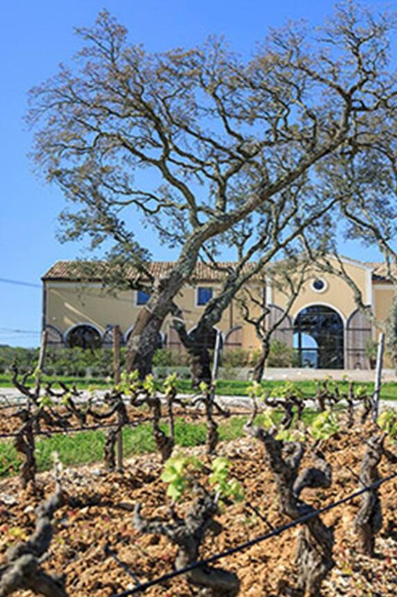 Vue sur le vignoble