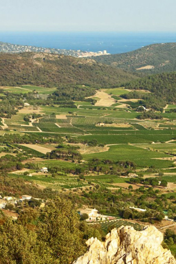 Les Marquets - Vignerons du Plan de la Tour  1