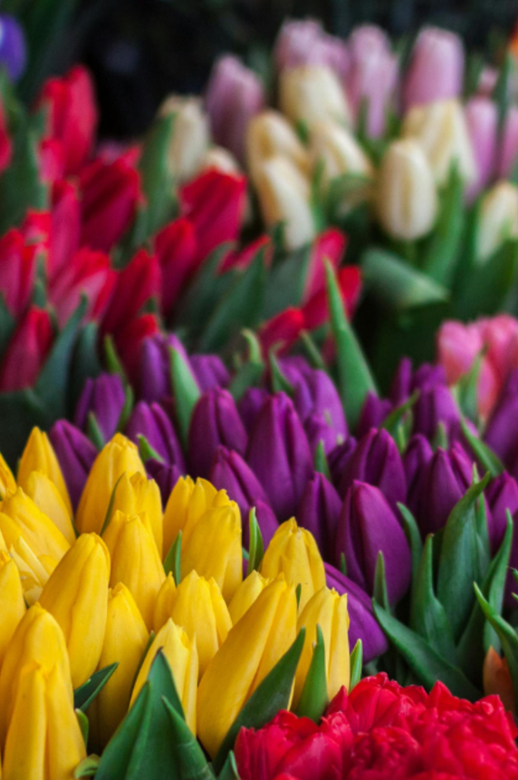 Marché aux fleurs_Sainte-Maxime