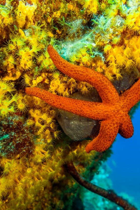 Plongée de plaisir à Sainte-Maxime