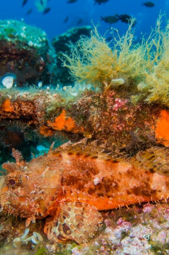 Plongée de plaisir à Sainte-Maxime