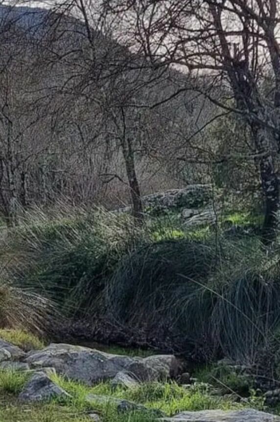 Promenade-découverte : chemins de nature – olivier, qui es-tu ?_Sainte-Maxime