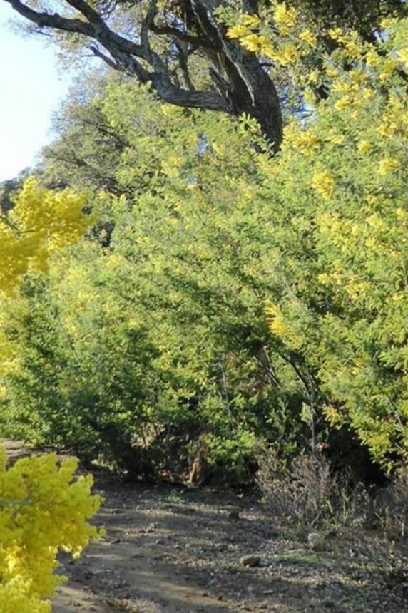 Promenade-découverte : le mimosa, or jaune de la côte d’azur_Sainte-Maxime