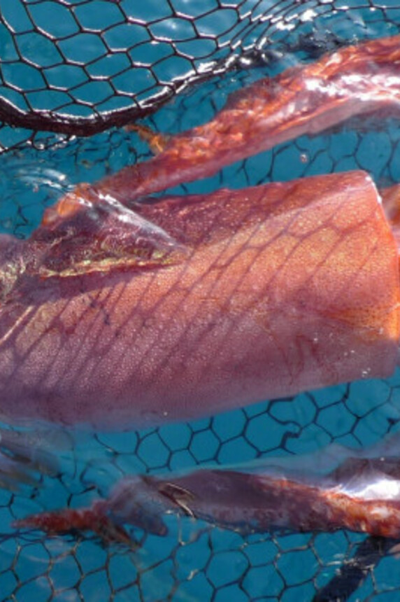 Night fishing for squids and nocturnal fishes - Fréjus