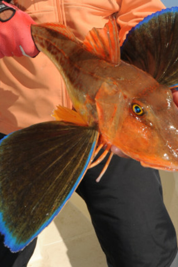 Night fishing for squids and nocturnal fishes - Fréjus